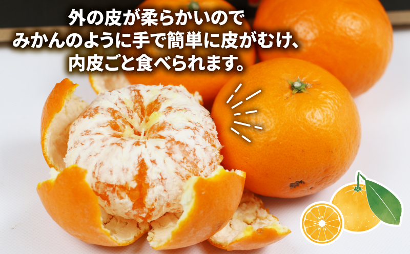 みかん はれひめ 4kg ワールドファーマーズ 瀬戸の晴れ姫 晴姫 harehime 蜜柑 mikan 吉田みかん 愛媛みかん 愛媛ミカン 愛媛蜜柑 愛媛県産みかん 果物 くだもの 柑橘 フルーツ 希少 品種 数量限定 産地直送 農家直送 国産 愛媛 宇和島 B012-024005