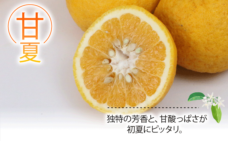 河内晩柑 4kg 甘夏 4kg 詰め合わせ セット ワールドファーマーズ 雑柑 晩柑 かわちばんかん 和製 グレープフルーツ あまなつ 食べ比べ 果物 くだもの フルーツ 柑橘 みかん 蜜柑 mikan 数量限定 産地直送 農家直送 国産 愛媛 宇和島 B012-024009