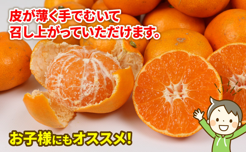 愛媛 みかん 早生温州 10kg 家庭用 山本みかん 温州みかん 予約受付 早生 温州 蜜柑 果物 フルーツ 柑橘 産地直送 農家直送 数量限定 国産 宇和島 B012-038010