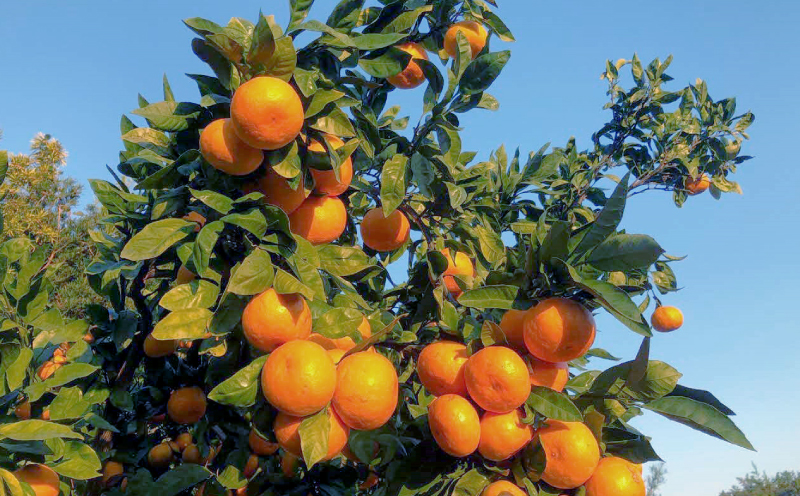 早生 みかん 10kg 家庭用 陽だまりミカン 早生温州 早生みかん 温州みかん 果物 くだもの フルーツ 柑橘 蜜柑 みかん mikan 農家直送 産地直送 数量限定 国産 愛媛 宇和島 B012-050001