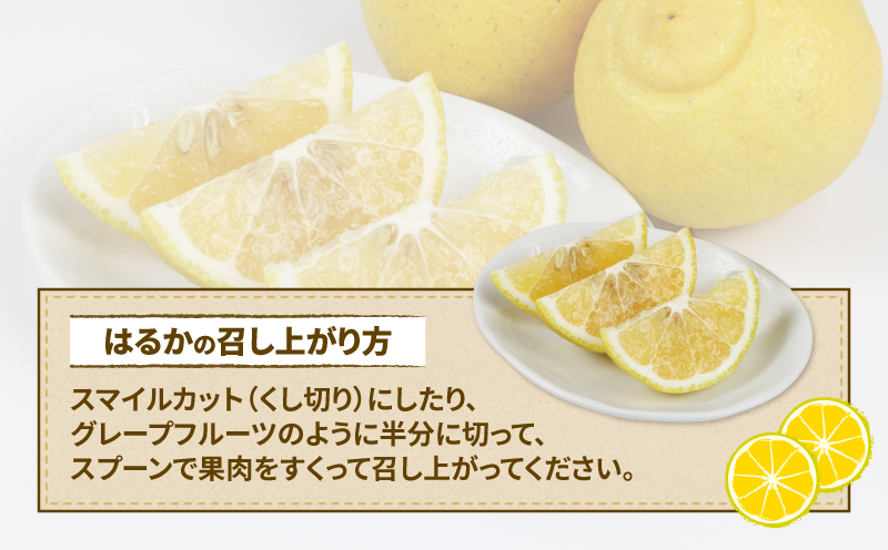 訳あり はるか みかん 5kg 不揃い マル南フルーツ はるかみかん 先行予約 果物 くだもの フルーツ 甘い 爽やか 美味しい 柑橘 蜜柑 mikan 愛媛ミカン 愛媛蜜柑 愛媛みかん 数量限定 産地直送 国産 愛媛 宇和島 B012-106003