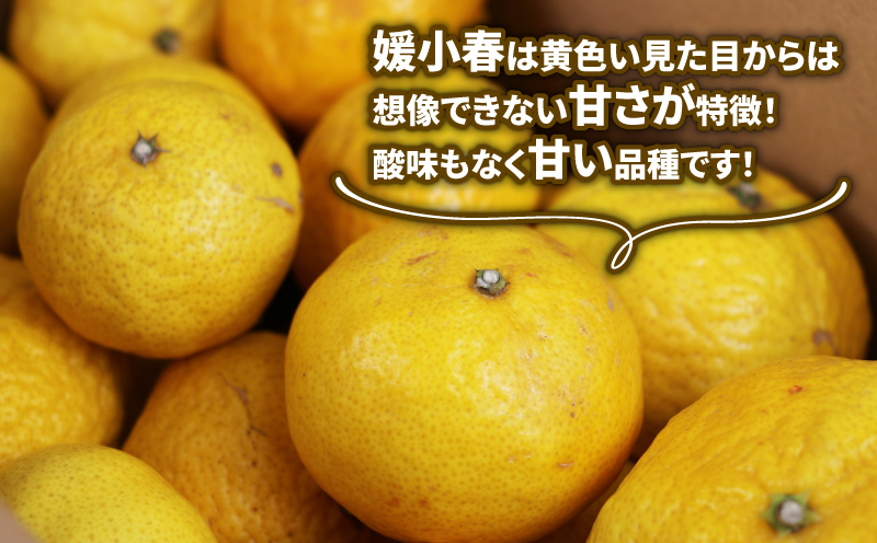 訳あり 媛小春 3kg 先行予約 希少 高級 愛媛県 限定 品種 マル南フルーツ サイズ 不揃い わけあり 愛媛みかん 愛媛ミカン 愛媛蜜柑 mikan 高級柑橘 訳ありみかん 果物 くだもの フルーツ 柑橘 みかん 産地直送 数量限定 国産 愛媛 宇和島 B012-106005