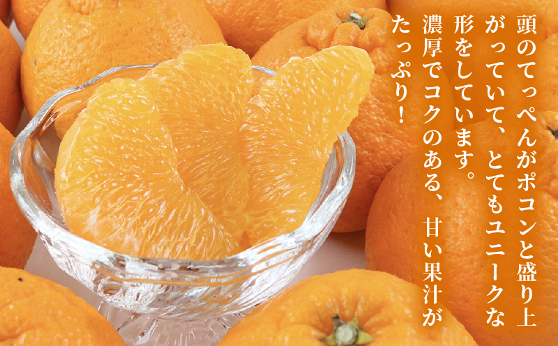 準 贈答用 不知火 5kg 矢野青果 先行予約 しらぬい 高級 希少 限定 品種 ブランド 高級柑橘 甘い 果物 くだもの フルーツ 柑橘 みかん 蜜柑 愛媛蜜柑 愛媛みかん mikan 贈答 ギフト プレゼント 産地直送 数量限定 国産 愛媛 愛媛県 宇和島 B012-171018