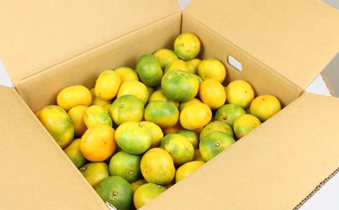 訳あり 極早生 みかん 日南1号 10kg 先行予約 S~L サイズ ミックス 不揃い 玉津みかん ニュービジネスユニット 温州みかん 温州 果物 フルーツ 柑橘 農家直送 産地直送 数量限定 国産 愛媛 宇和島 B015-058008