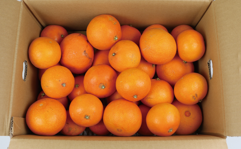 訳あり 愛果28号 5kg 家庭用 玉津柑橘倶楽部 愛媛みかん 愛媛蜜柑 愛媛ミカン 高級 ブランド 限定 品種 プルプル 甘い 玉津 みかん mikan 予約受付 果物 フルーツ 柑橘 愛果 濃厚 甘味 蜜柑 産地直送 数量限定 国産 愛媛 愛媛県産 宇和島 B015-072026