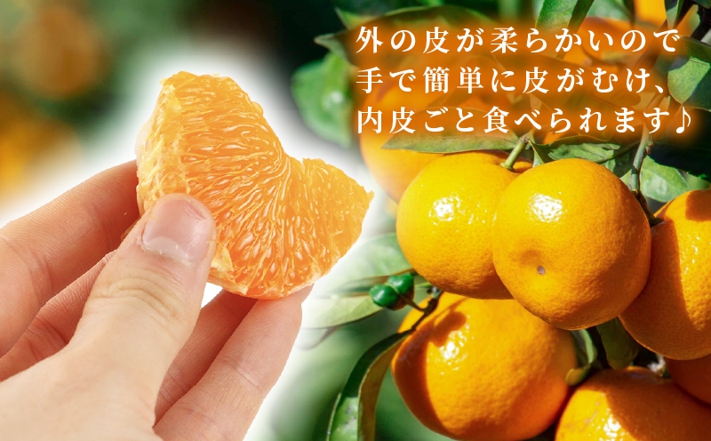 甘平 5kg 家庭用 矢野青果 先行予約 高級 希少 限定 品種 ブランド 高級柑橘 甘い シャキシャキ かんぺい 希少 果物 くだもの フルーツ 柑橘 みかん 蜜柑 愛媛蜜柑 愛媛みかん mikan 農家直送 産地直送 数量限定 国産 愛媛 愛媛県 宇和島 B015-171009