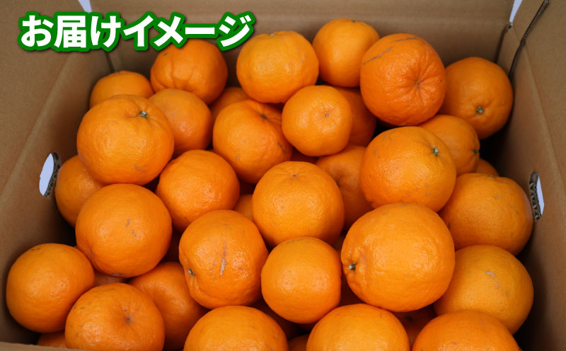 ポンカン 先行予約 贈答用 優品 9kg S~L サイズ ミックス 玉津みかん ニュービジネスユニット 甘い みかん ミカン 果物 くだもの フルーツ 柑橘 みかん 蜜柑 mikan 愛媛ミカン 愛媛蜜柑 愛媛みかん 農家直送 産地直送 数量限定 国産 愛媛 宇和島 B018-058006