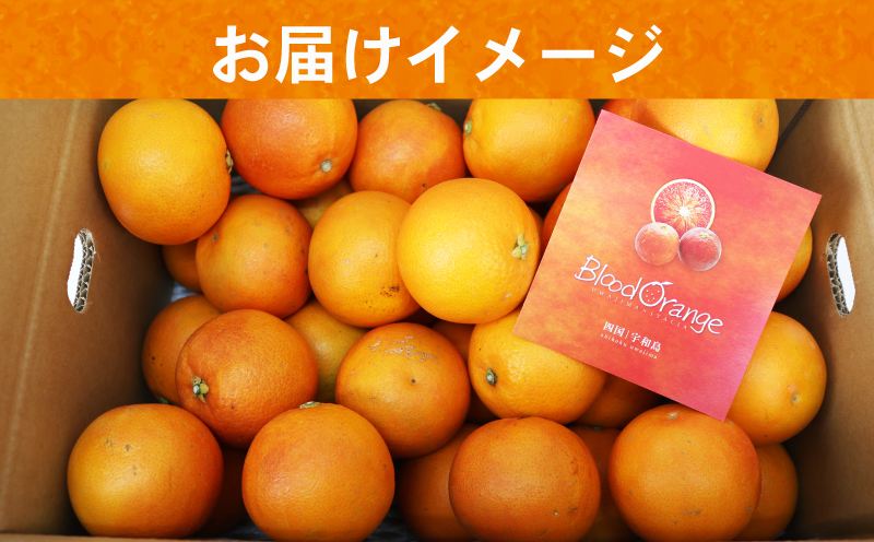 ブラッドオレンジ タロッコ 5kg 秀品 えひめ南農業協同組合直販センター JA 先行予約 オレンジ ブラッド 蜜柑 みかん mikan 果物 くだもの フルーツ 愛媛ミカン 愛媛蜜柑 愛媛みかん 柑橘 農家直送 産地直送 数量限定 国産 愛媛 宇和島 B020-009007