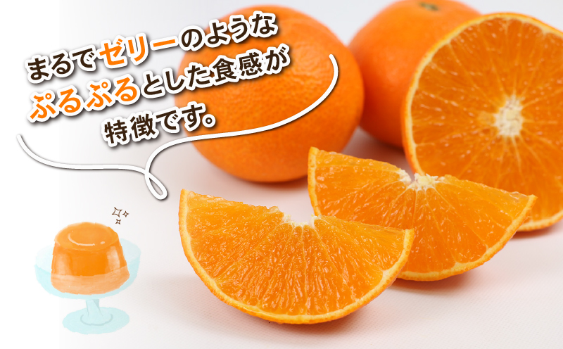 愛果28号 約4kg L~3L サイズ Shirai.agrifarm 先行予約 みかん 愛媛ミカン 愛媛蜜柑 mikan 柑橘 果物 くだもの フルーツ 高級 ブランド 限定 品種 濃厚 甘い 甘味 蜜柑 ゼリー プルプル 産地直送 農家直送 数量限定 国産 愛媛 宇和島 B020-115004