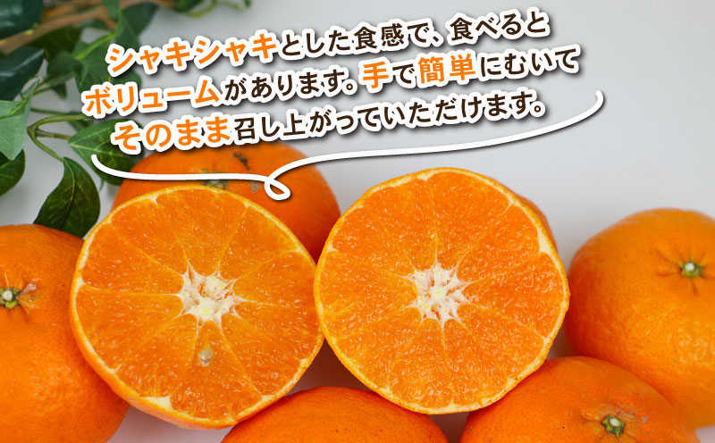 甘平 約4kg 2L~4L サイズ Shirai.agrifarm 先行予約 みかん 高級柑橘 愛媛県限定 品種 愛媛ミカン 愛媛蜜柑 mikan 柑橘 果物 くだもの フルーツ 高級 ブランド かんぺい 甘い 平たい 蜜柑 産地直送 農家直送 数量限定 国産 愛媛 宇和島 B020-115005