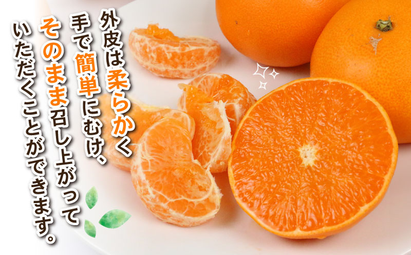 せとか 約4kg L~3L サイズ Shirai.agrifarm 先行予約 みかん 高級柑橘 柑橘の 大トロ 愛媛ミカン 愛媛蜜柑 mikan 柑橘 果物 くだもの フルーツ 高級 ブランド 濃厚 甘い 甘味 蜜柑 産地直送 農家直送 数量限定 国産 愛媛 宇和島 B020-115006