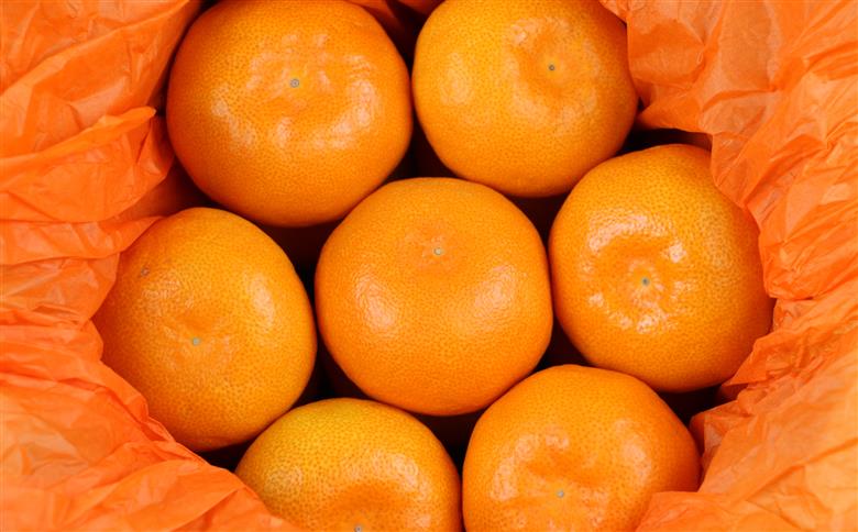 温室みかん 興津 早生 贈答用 2kg ハマみかん 先行予約 S~Mサイズ 温州みかん みかん 興津早生 早生温州 ハウス栽培 ハウスみかん ハウス蜜柑 果物 フルーツ 柑橘 蜜柑 愛媛蜜柑 愛媛みかん 農家直送 産地直送 数量限定 国産 愛媛 宇和島 B024-075008