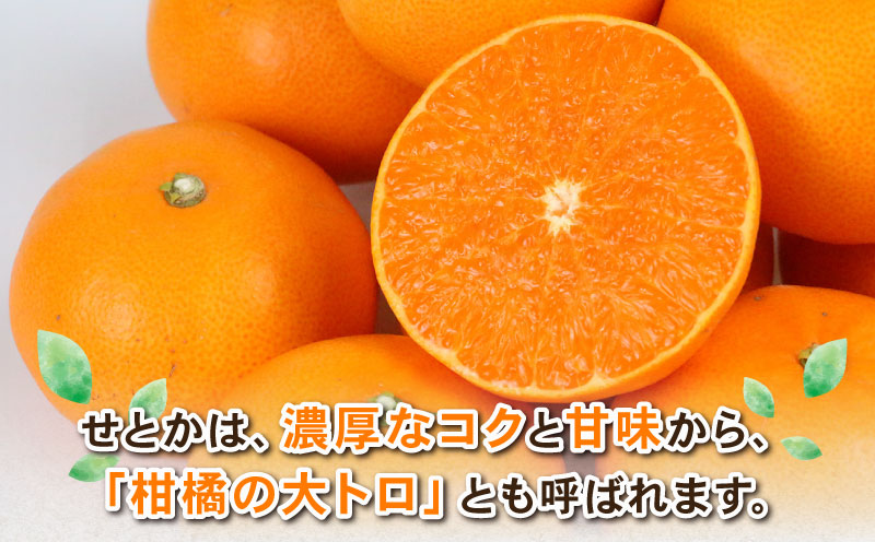 せとか 2kg 愛果48号 2kg 食べ比べ セット 計4kg Shirai.agrifarm 先行予約 みかん 愛媛ミカン 愛媛蜜柑 mikan 柑橘 果物 くだもの フルーツ 高級 ブランド 限定 品種 濃厚 甘い 甘味 蜜柑 ゼリー プルプル 産地直送 農家直送 数量限定 国産 愛媛 宇和島 B025-115009