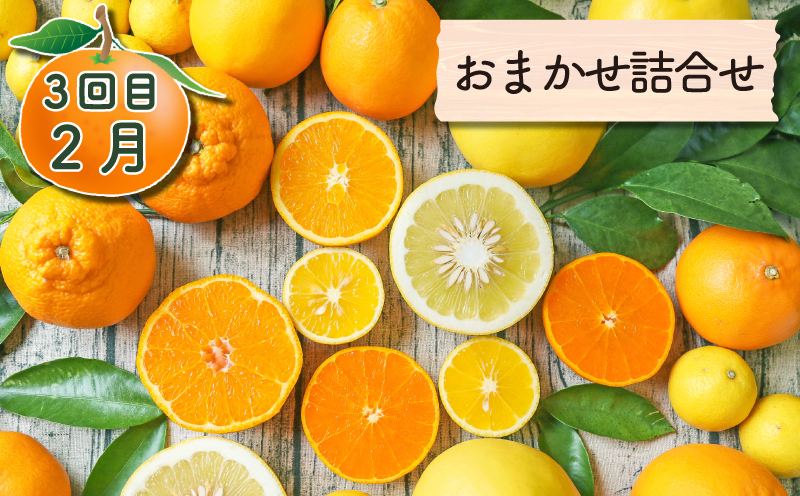 旬の柑橘 定期便 全4回 愛果28号 ポンカン おまかせ詰合せ 黄金柑 フレッシュつちやま  果物 フルーツ 柑橘 みかん 農家直送 産地直送 数量限定 国産 愛媛 宇和島 B048-096021