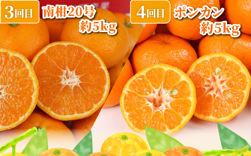 旬の 温州みかん ポンカン 5kg × 4回 定期便 矢野青果 準贈答用 極早生 宮川早生 南柑20号 ぽんかん みかん mikan 愛媛みかん 愛媛ミカン 愛媛蜜柑 果物 くだもの フルーツ 濃厚 甘い 甘味 さっぱり 酸味 蜜柑 産地直送 数量限定 国産 愛媛 宇和島 B048-171029
