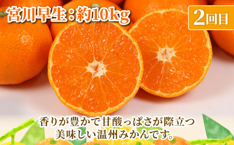 旬の 温州みかん 10kg × 3回 定期便 矢野青果 準贈答用 極早生 宮川早生 南柑20号 みかん mikan 愛媛みかん 愛媛ミカン 愛媛蜜柑 果物 くだもの フルーツ 濃厚 甘い 甘味 さっぱり 酸味 蜜柑 産地直送 数量限定 国産 愛媛 宇和島 B072-171028