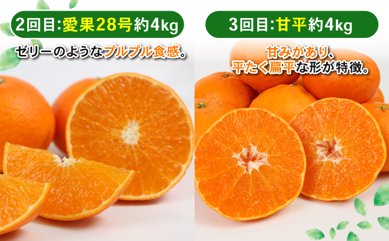 季節の 愛媛フルーツ 5回定期便 Shirai.agrifarm レッドキウイ 愛果28号 甘平 せとか 愛果48号 フルーツ定期便 果物定期便 みかん定期便 柑橘定期便 みかん 果物 くだもの フルーツ 柑橘 キウイあいか かんぺい 高級 美味しい 産直 ていきびん 産地直送 農家直送 数量限定 国産 愛媛 宇和島 B105-115011