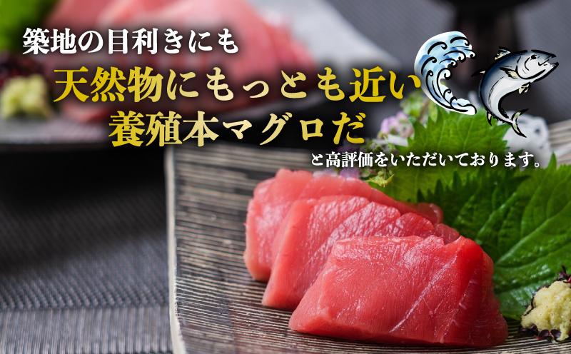 【2026年1月28日発送】訳あり 本マグロ ブロック 450～600g 媛まぐろ ダイニチ 鮪 刺身 国産マグロ 養殖マグロ 本鮪 クロマグロ マグロ 赤身 中トロ 大トロ 部位 指定不可 漬け ネギトロ アレンジ 訳アリ 訳あり品 訳有り わけあり 人気 海鮮 海の幸 魚 魚介 産地直送 数量限定 国産 愛媛 宇和島 D011-031005-260128