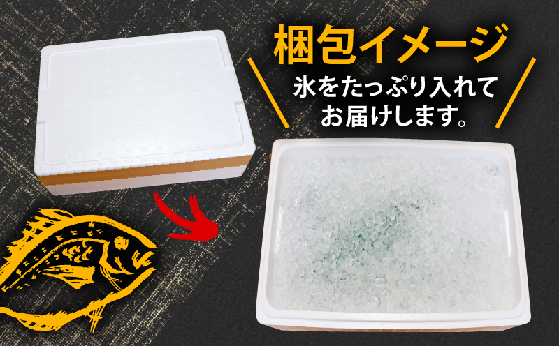 真鯛 1尾 宇和海産 神経締め こもこもShop 神経〆 まるごと 海の鯛陽 鯛 マダイ タイ 養殖 刺身 お刺身 お刺し身 刺し身 人気 鯛めし 鯛茶漬け 鯛しゃぶ 塩焼き 煮付け アレンジ 新鮮 冷蔵 国産 愛媛 宇和島 D013-186001