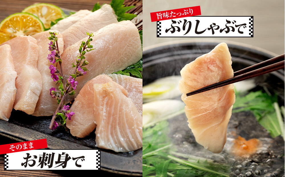【訳あり】ブリ 鰤 ぶり 切り落とし 計約 1.5kg （ 250g × 6 パック ） 南予ビージョイ buri 魚 刺身 わけあり 人気 ふるさと納税 buri D017-150007