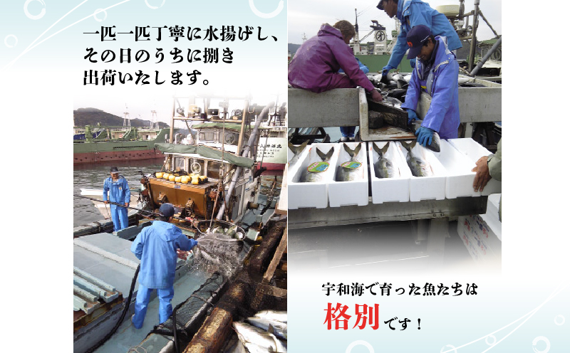 真鯛 タイ 短冊 1尾分 約700g 有限会社 アクアプラス ブランド魚 伊達真鯛 ブランド 鯛 たい マダイ タイ tai 刺身 刺し身 お刺身 お刺し身 さしみ 海鮮丼 丼 丼ぶり どんぶり カルパッチョ サラダ しゃぶしゃぶ おすすめ 産地直送 真空パック お手軽 便利 海鮮 水産 加工品 食品 冷蔵 国産 愛媛 宇和島 D020-090002