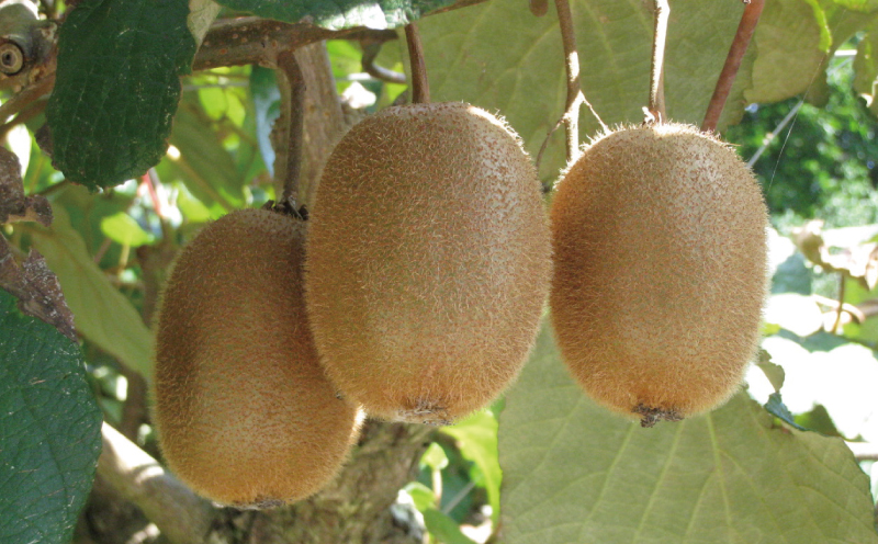 訳あり キウイ フルーツ 4kg  杉本屋 わけあり グリーンキウイ ヘイワード キウイフルーツ デザート スイーツ 先行予約 果物 くだもの サイズ 不揃い 訳アリ 訳あり品 訳有り 朝食 愛媛県産 愛媛県産キウイ キウィ キウィフルーツ 産地直送 数量限定 国産 愛媛 宇和島 F010-143002