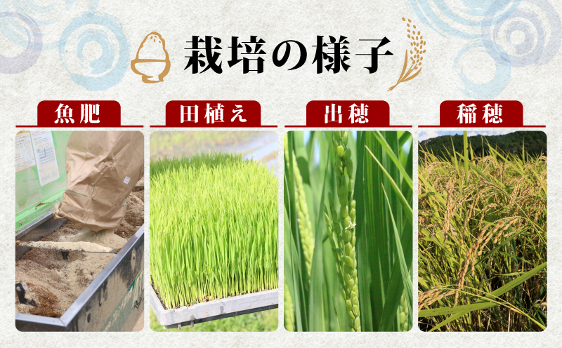 令和7年産 新米予約 コシヒカリ 魚乃まいひめ カルペイン栽培 5kg 精米 秀長水産 新米 令和7年9月中旬以降発送 三間米 お米 米 環境保全 カルペイン 鯛 真鯛 魚肥 使用 こめ コメ kome 小分け お弁当 弁当 おにぎり ふっくら ツヤツヤ 美味しい 甘い 備蓄 防災 産地直送 数量限定 国産 愛媛 宇和島 G018-016007