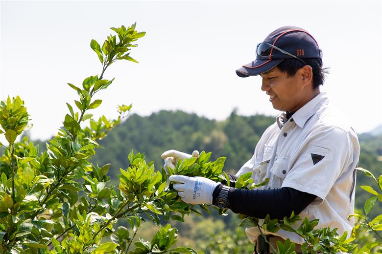 みかんジュース ジュレ 詰合せ 山本みかん 先行予約 ゼリー 果物 くだもの 蜜柑 mikan 産直 H012-038006