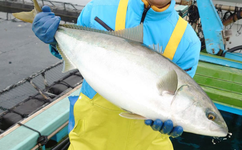 手 釣り 体験 チケット 養殖生け簀周辺で 手釣り 体験 2時間 コース こもこもShop 養殖場 船 魚 1尾 持ち帰り 体験 つり アクティビティ アウトドア フィッシング 観光 旅行 魚 海鮮 魚介 愛媛 宇和島 L040-186003