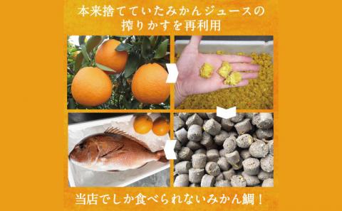 【数量限定】 みかん 真鯛 270g ~ 350g 半身 刺身 柵 2節 宇和島プロジェクト たい tai 刺身 魚 D012-071001