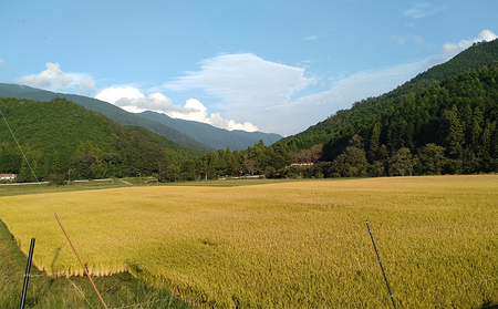 新米 先行予約 精米 清流 れんげ米 にこまる 10kg かわたのお米屋さん 11月以降発送 米 kome おこめ 白米 ごはん お弁当 おにぎり ブランド米 ふっくら ツヤツヤ 甘い 粘り 美味しい ライス 農家直送 産地直送 数量限定 国産 愛媛 宇和島 G020-134003