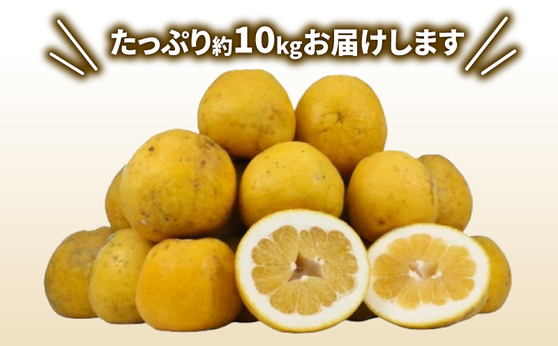 訳あり 河内晩柑 10㎏ 晩柑 かわちばんかん 陽だまりミカン 晩柑 和製 グレープフルーツ 果物 フルーツ 柑橘 みかん 蜜柑 産地直送 農家直送 数量限定 国産 愛媛 宇和島 B010-050007