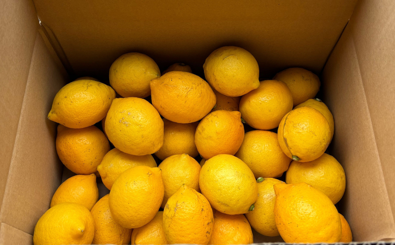 レモン 家庭用 4kg サイズ不揃い 兵頭農園 れもん 檸檬 レモン果汁 酸味 爽やか 果実 サワー ジュース チューハイ remon 青レモン 果物 くだもの ビタミン フルーツ 柑橘 農家直送 産地直送 数量限定 国産 愛媛 宇和島 B010-055008