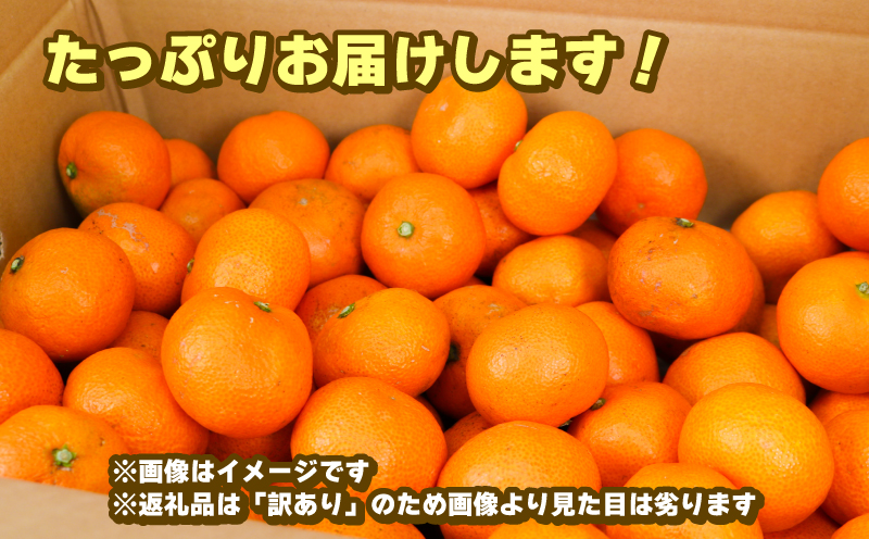 蜜柑 訳あり 小玉 温州みかん 南柑20号 10kg 玉津柑橘倶楽部 温州 みかん 小玉みかん 中生 甘い 果物 くだもの フルーツ 柑橘 mikan 愛媛蜜柑 愛媛みかん 愛媛ミカン ミカン わけあり サイズ 不揃い 産地直送 数量限定 国産 愛媛 宇和島 B010-072031