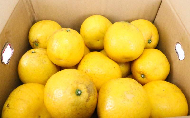 河内晩柑 8kg ハマみかん 先行予約 家庭用 蜜柑 mikan グレープフルーツ 果物 くだもの 産地直送 農家直送 数量限定 国産 愛媛 宇和島 B010-075010