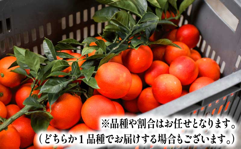 先行予約 贈答用 おまかせ ブラッドオレンジ モロ タロッコ 3kg YAMAUCHI FARM 愛媛みかん 愛媛蜜柑 愛媛ミカン オレンジ 玉津 みかん mikan 果物 フルーツ 柑橘 濃厚 甘い 甘味 蜜柑 産地直送 農家直送 数量限定 国産 愛媛 宇和島 B010-084004