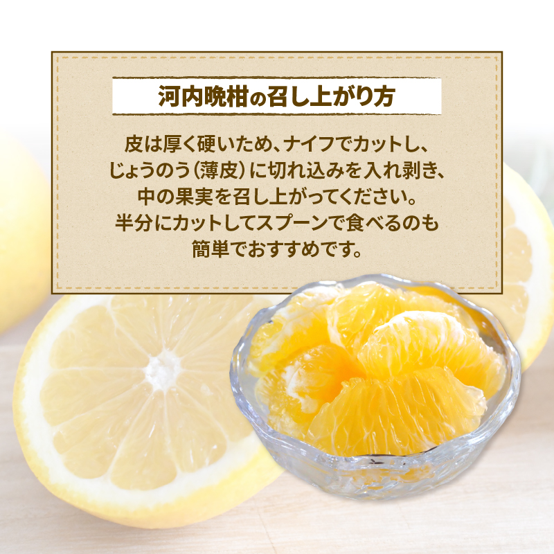 愛媛県産 宇和ゴールド 河内晩柑 柑橘 10kg 良質 - 果物