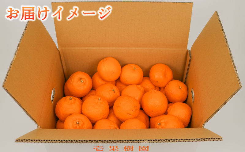 訳あり ポンカン 5kg 壱果樹園 わけあり 今津ポンカン ぽんかん 果物 くだもの フルーツ 柑橘 蜜柑 産地直送 数量限定 国産 愛媛 宇和島 B010-141004