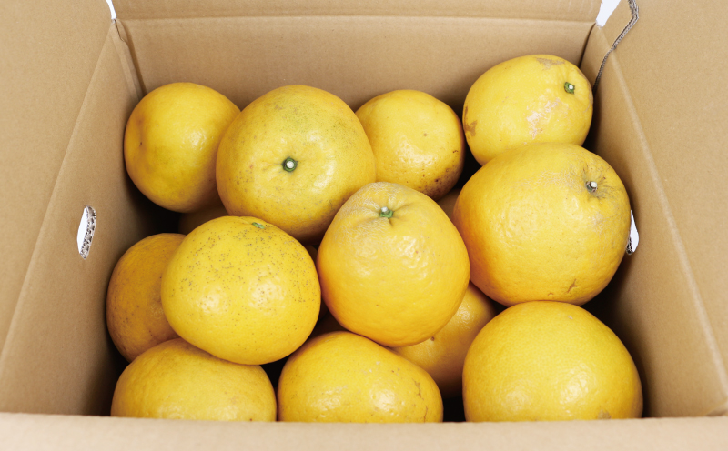 【訳あり】 河内晩柑 10kg 杉本屋 先行予約 愛媛 みかん 果物 くだもの 蜜柑 フルーツ mikan B010-143001