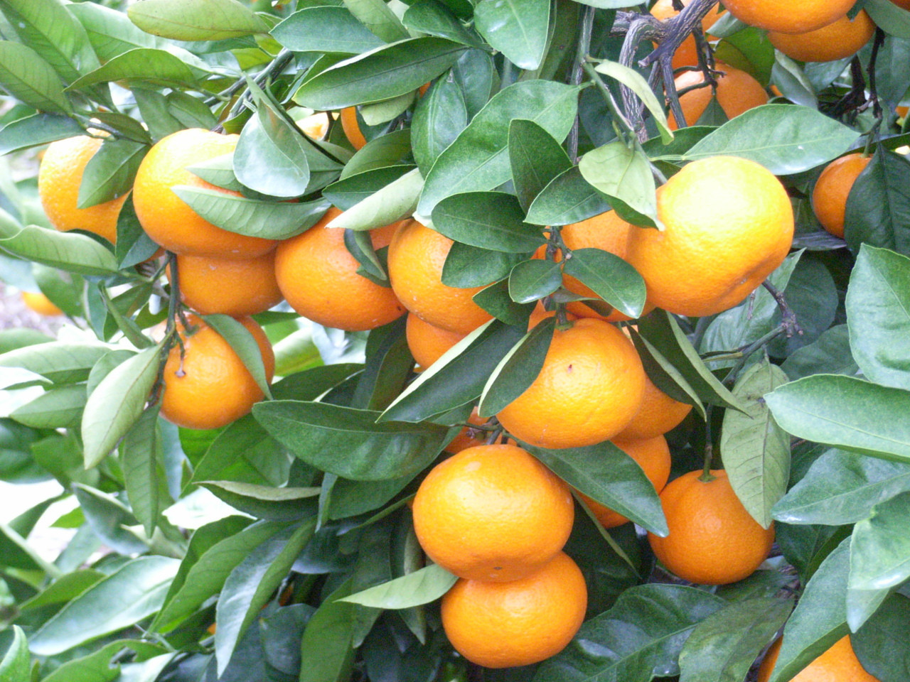 みかん 訳あり 完熟 プチ みかん 早生みかん 5kg 杉本屋 完熟みかん mikan わけあり 小玉みかん 小みかん 愛媛みかん 愛媛蜜柑 温州 早生温州 温州みかん 果物 くだもの フルーツ 柑橘 みかん 蜜柑 産地直送 数量限定 国産 愛媛 宇和島 B010-143003