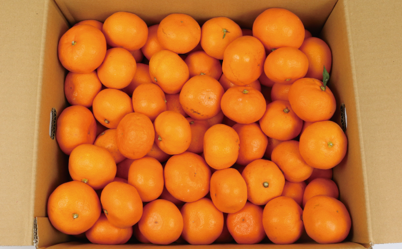 完熟みかん 訳あり 完熟 みかん 早生みかん 5kg 杉本屋 先行予約 完熟 温州みかん みかん ミカン mikan 早生 温州 蜜柑 みかん 果物 くだもの フルーツ 愛媛みかん 愛媛ミカン 愛媛蜜柑 宇和島みかん 訳アリ 柑橘 産地直送 数量限定 国産 愛媛 宇和島 B010-143004