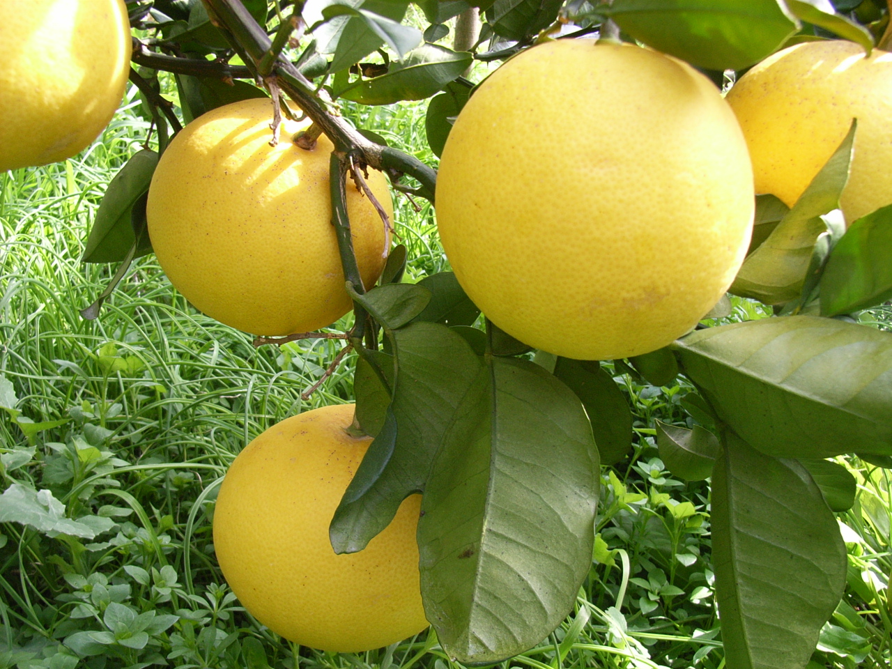 【産地直送】訳あり 土佐文旦 8kg 杉本屋 文旦 グレープフルーツ 愛媛みかん 蜜柑 mikan 果物 くだもの 国産 愛媛 宇和島 B010-143010