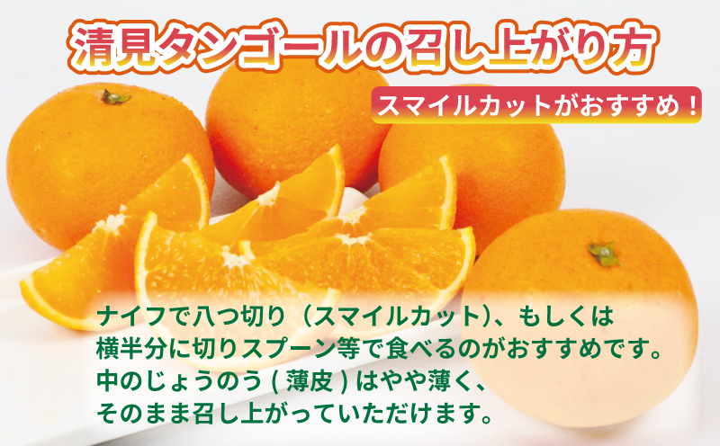 清見 訳あり 清見タンゴール 5kg 杉本屋 先行予約 わけあり タンゴール オレンジ きよみ 清見オレンジ 清見みかん 果物 くだもの フルーツ 柑橘 蜜柑 みかん mikan ミカン デザート 愛媛みかん  産地直送 農家直送 数量限定 国産 愛媛 宇和島 B010-143011