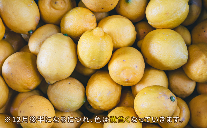 レモン 2.5kg コルレオファーム 国産 防腐剤 ・ ワックス 不使用 国産レモン 先行予約 青レモン れもん remon 檸檬 レモン果汁 酸味 果物 くだもの ビタミン サワー ジュース チューハイ 健康 フルーツ 柑橘 農家直送 産地直送 数量限定 愛媛 宇和島 B010-145013