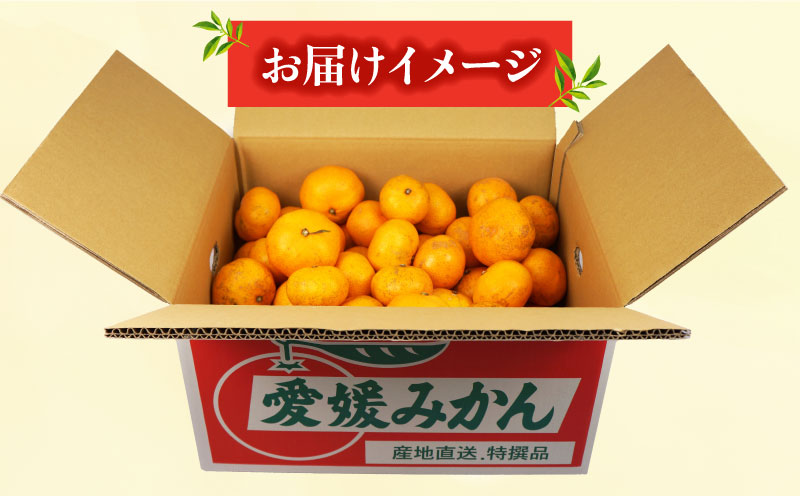 訳あり 早生温州 9kg まる玉農園 早生 みかん 温州みかん 早生みかん 温州 蜜柑 mikan 愛媛みかん 愛媛蜜柑 愛媛ミカン 果物 くだもの フルーツ おすすめ 人気のみかん 訳アリ 訳あり品 訳有り わけあり 柑橘 農家直送 産地直送 数量限定 先行予約 国産 愛媛 宇和島 B010-172004