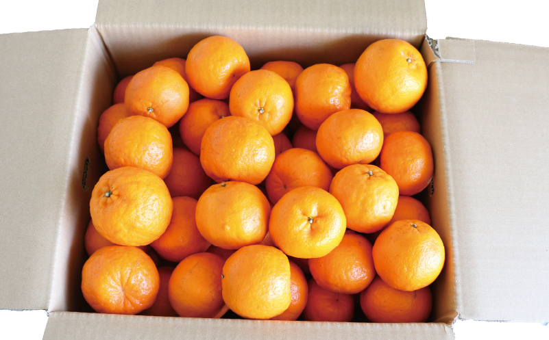 ポンカン 10kg 家庭用 サイズ ミックス 平石農園 果物 フルーツ 柑橘 甘い みかん 蜜柑 数量限定 産地直送 農家直送 国産 愛媛 宇和島 B011-017003