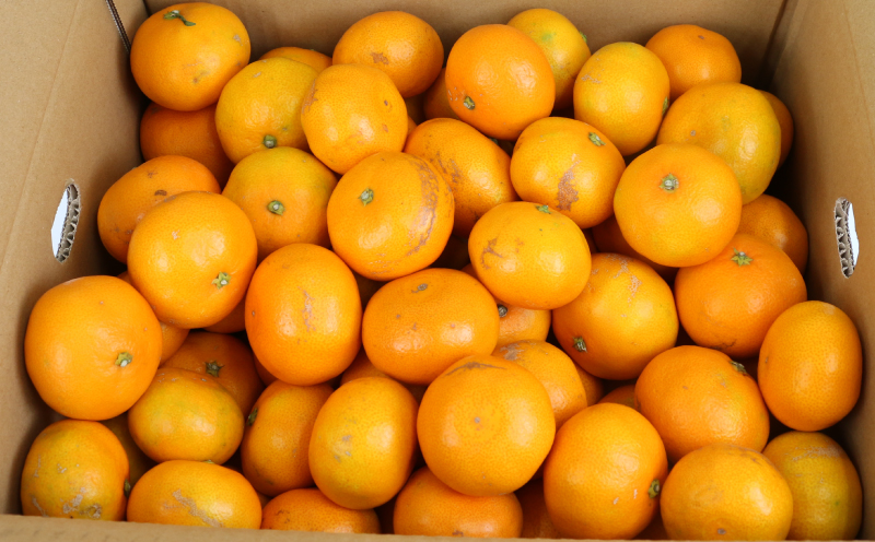 愛媛みかん 早生 温州 10kg S~2L サイズ ミックス 家庭用 上杉果樹園 先行予約 温州蜜柑 温州みかん mikan 愛媛ミカン 愛媛蜜柑 みかん ビタミン 温州 蜜柑 果物 くだもの フルーツ 柑橘 農家直送 産地直送 数量限定 国産 愛媛 宇和島 B012-056001