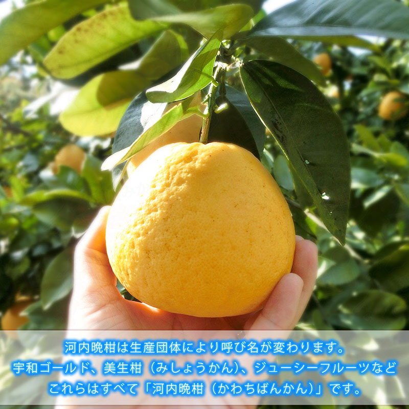 河内晩柑 贈答用 10kg L?2L 中井屋 果物 くだもの みかん 蜜柑 mikan フルーツ B015-173007