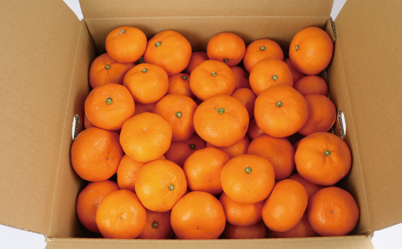 みかん 10kg 贈答用 優品 愛媛 南柑20号 S～L サイズ ミックス 玉津みかん ニュービジネスユニット 先行予約 温州 温州みかん 果物 くだもの フルーツ 柑橘 蜜柑 mikan 温州 愛媛ミカン 愛媛蜜柑 愛媛みかん 国産 産地直送 数量限定 宇和島 B018-058005