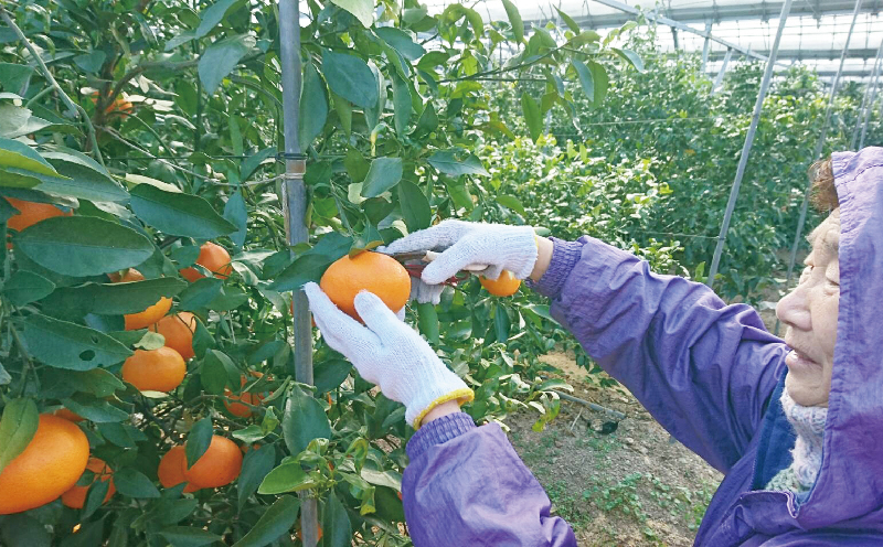 甘平 4kg 15~22個 ハウス栽培 南予ファーム かんぺい 高級 希少 限定 品種 ブランド シャキシャキ 甘い 果物 くだもの フルーツ 柑橘 みかん mikan 愛媛みかん 愛媛蜜柑 愛媛ミカン ハウスみかん ハウス蜜柑 農家直送 国産 愛媛 宇和島 B024-082003